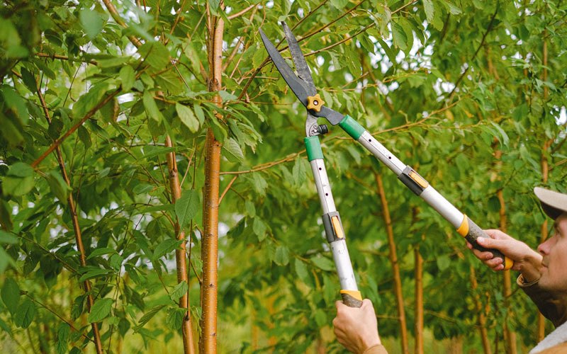 Tree trimming in Hostetter, PA